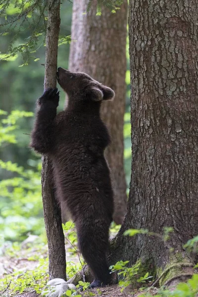 Бурый Медведь Ursus Arctos Молодые Животные Стоят Между Стволами Деревьев — стоковое фото