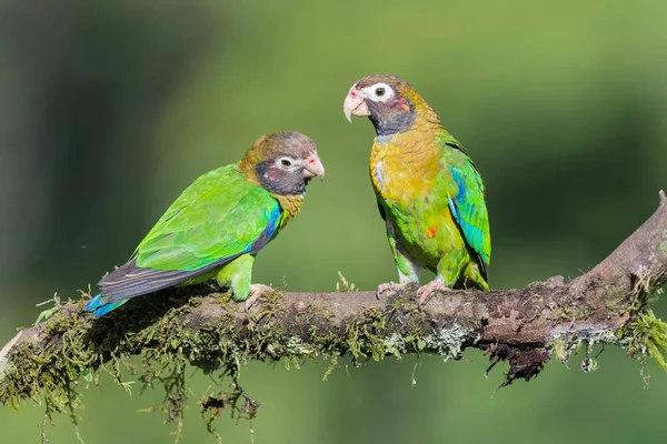 Brown Hooded Parrots Pyrilia Haematotis Sitting Branch Province Alajuela San — Stock Photo, Image