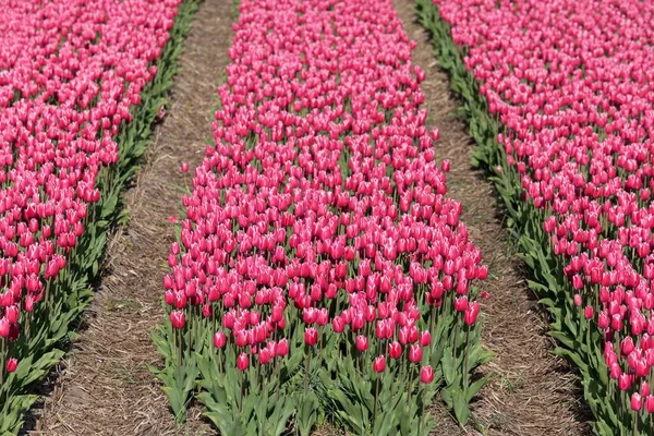 Campo Tulipán Rosa Flor Cerca Alkmaar Holanda Septentrional Países Bajos —  Fotos de Stock