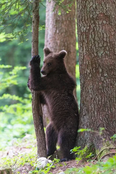 ブラウン ベアー Ursus Arctos 森の中の木の幹の間に立つ若い動物 地域公園ノトランスカ スロベニア ヨーロッパ — ストック写真