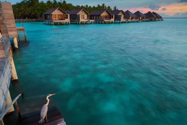 Grey Heron Area Cinerea Sunset Front Wooden Huts Gangehi Island — 图库照片