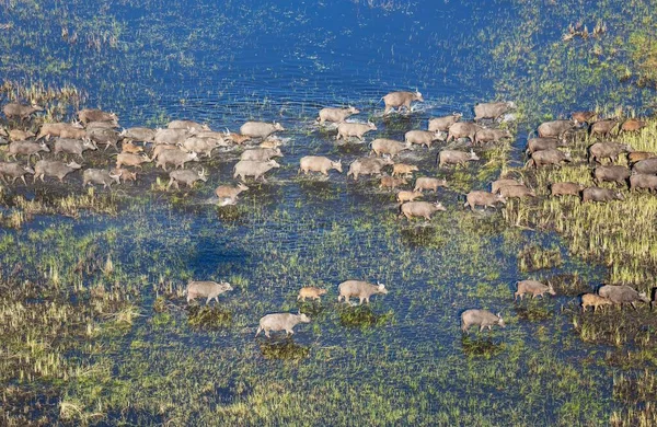 Cape Buffalo Syncerus Caffer Caffer Bataklık Hava Manzaralı Okavango Delta — Stok fotoğraf