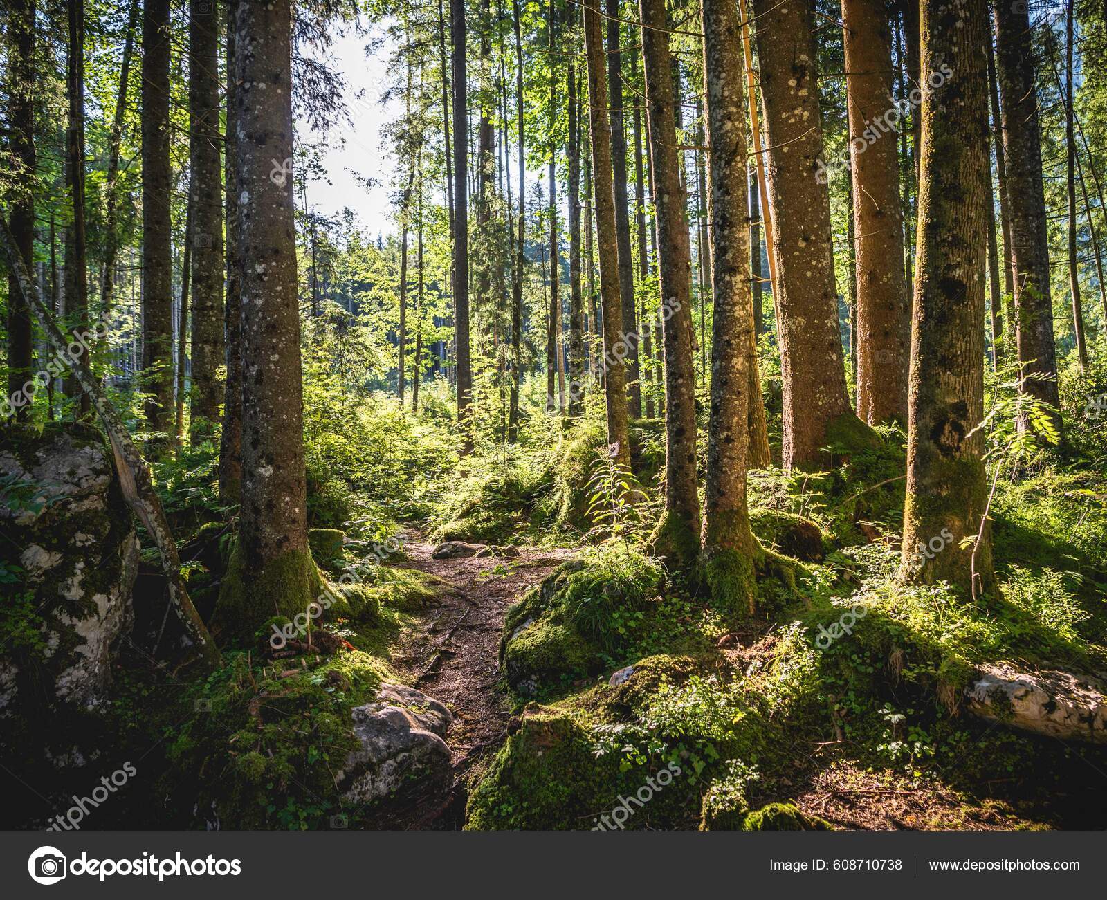 Zauberwald Ramsau Berchtesgaden National Park Berchtesgadener Land Alta