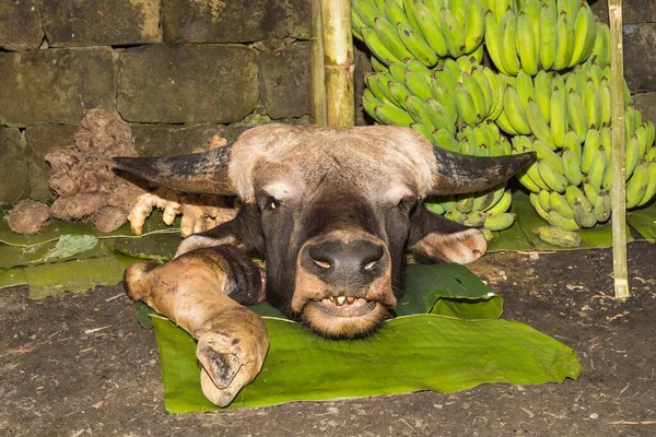 Head and foot of a cow at a butcher\'s shop, Kisima Nagaland Hornbill festival, Kohima, Nagaland, India, Asia