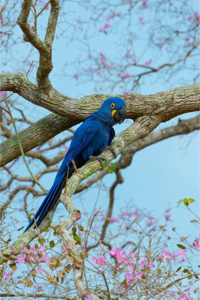 Hyacinth Macaw Anodorhynchus Hyacinthinus Egy Rózsaszín Ipe Fában Tabebuia Ipe — Stock Fotó