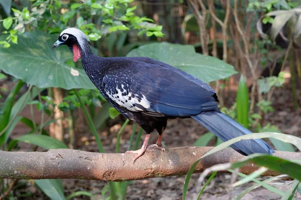 Pistolet Guan Pipile Jacutinga Stojący Gałęzi Park Narodowy Iguazu Stan — Zdjęcie stockowe