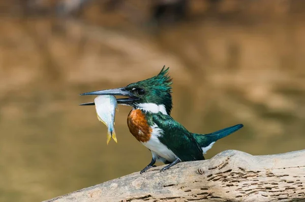 Kingfisher Verde Chloroceryle Americana Ramo Con Pesce Nel Becco Pantanal — Foto Stock