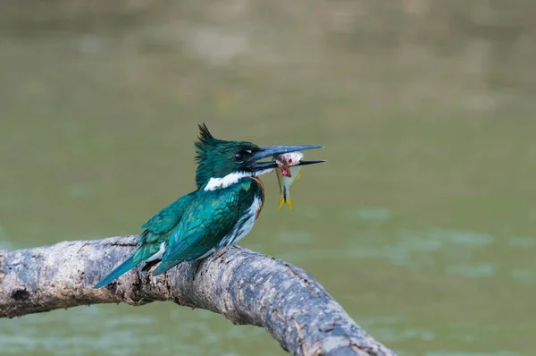 Green Kingfisher Chloroceryle Americana Větvi Rybou Zobáku Pantanal Mato Grosso — Stock fotografie