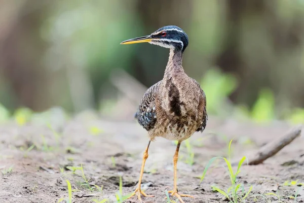 Sunbittern Eurypyga Helias Mangrove Pantanal Mato Grosso Brasilien Sydamerika — Stockfoto