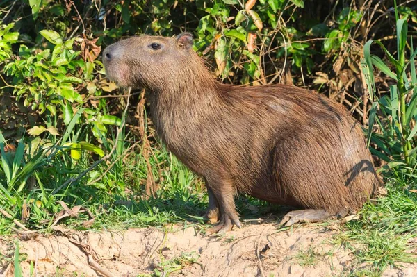 Capibara Hydrochoerus Hydrochaeris Sulla Riva Fiume Cuiaba River Pantanal Mato — Foto Stock