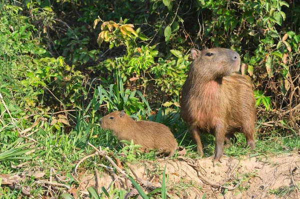 Capibara Hydrochoerus Hydrochaeris Con Giovane Sulla Riva Fiume Cuiaba River — Foto Stock