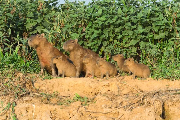 Rodzina Capybara Hydrochoerus Hydrochaeris Brzegu Rzeki Rzeka Cuiaba Pantanal Mato — Zdjęcie stockowe