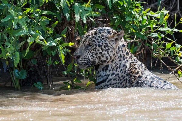 Jaguar Panthera Onca Wodzie Rzeka Cuiaba Pantanal Mato Grosso Brazylia — Zdjęcie stockowe