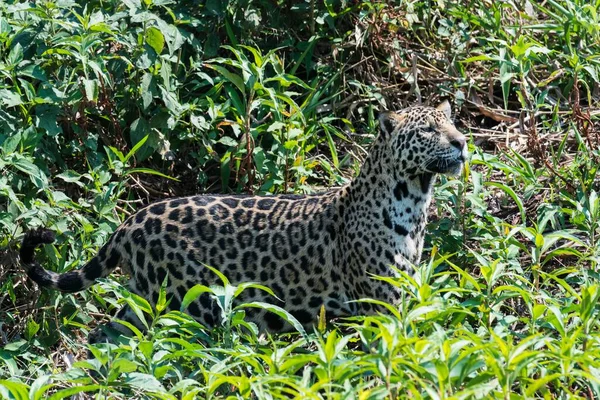 Самка Ягуар Panthera Onca Растительности Река Куяба Пантанал Мато Гросу — стоковое фото