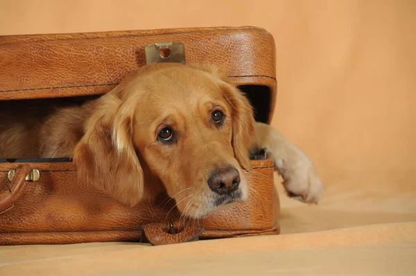 Golden Retriever Young Bitch Looks Out Suitcase — Zdjęcie stockowe