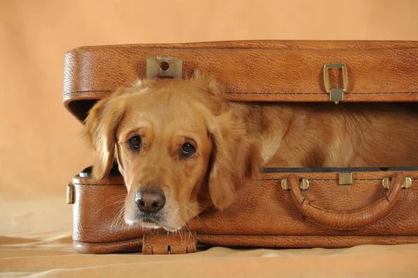 Golden Retriever Young Bitch Looks Out Suitcase — Fotografia de Stock