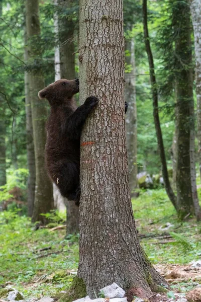 Бурый Медведь Ursus Arctos Молодой Зверь Взбирающийся Ствол Дерева Лесу — стоковое фото