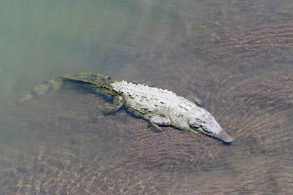 Amerikai Krokodil Crocodylus Acutus Pihen Vízben Rio Tarcoles Carara Nemzeti — Stock Fotó