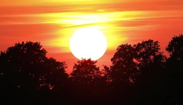 Sonnenuntergang Über Bäumen Naturschutzgebiet Oberalsterniederung Wakendorf Schleswig Holstein Deutschland Europa — Stockfoto