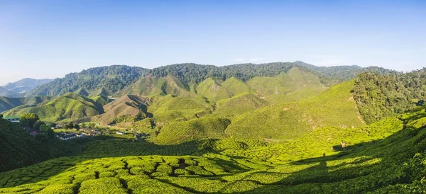 Valley Tea Plantations Cultivation Tea Cameron Highlands Tanah Tinggi Cameron — Stock Photo, Image
