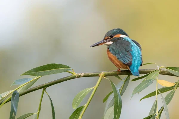 Common Kingfisher Common Kingfisher Sits Willows Branch Salix Hesse Germany — Stock Photo, Image