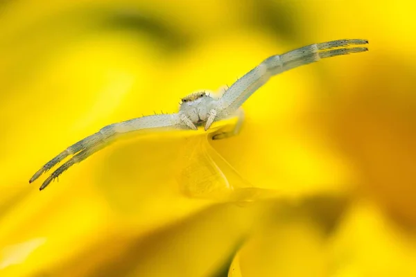 Aranha Caranguejo Dourada Misumena Vatia Posição Caça Flor Amarela Hesse — Fotografia de Stock