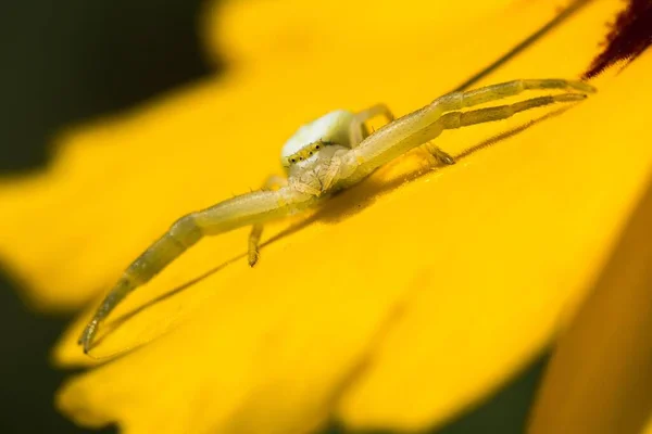 Aranha Caranguejo Dourada Misumena Vatia Posição Caça Tickseed Coreopsis Hesse — Fotografia de Stock