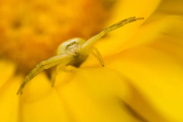 Aranha Caranguejo Dourada Misumena Vatia Posição Caça Flor Amarela Marigold — Fotografia de Stock