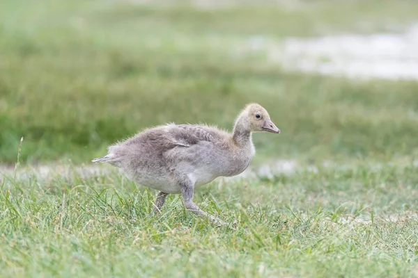 Young Greylag Goose Anser Anser Neusiedler See Nemzeti Park Seewinkel — Stock Fotó