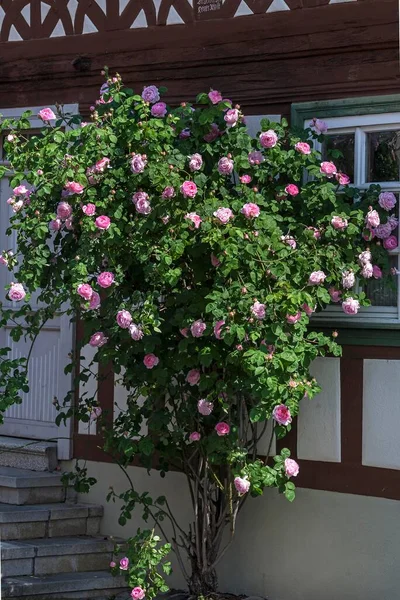 Roze Bloeiende Rozenstruik Voor Een Vakwerkhuis Beieren Duitsland Europa — Stockfoto