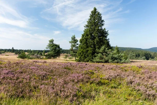 Kwitnące Wrzosowiska Niedersfelder Hochheide Rezerwat Przyrody Willingen Sauerland Rothaargebirge Hesja — Zdjęcie stockowe