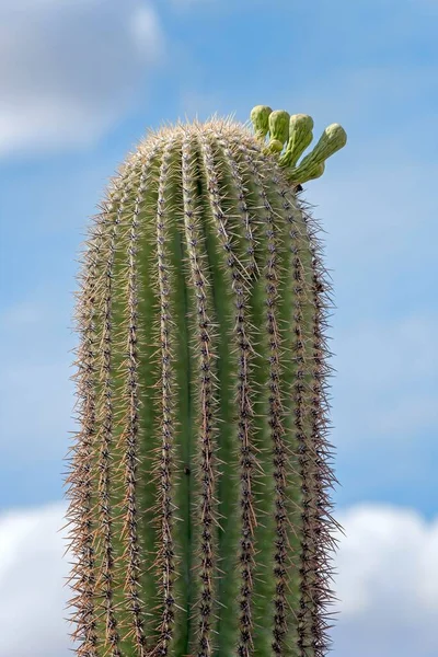 Saguaro Carnegiea Gigantea Con Flores Detalle Parque Nacional Saguaro Desierto —  Fotos de Stock