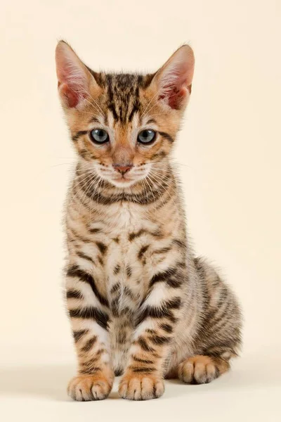 Pedigree Cat Toyger Felis Silvestris Catus Age Weeks Color Brown — 스톡 사진