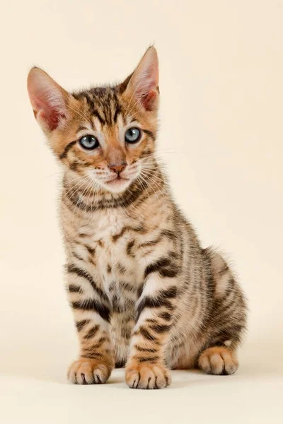 Pedigree Cat Toyger Felis Silvestris Catus Idade Semanas Cor Marrom — Fotografia de Stock