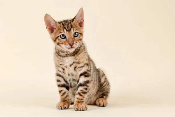 Stamboom Kat Toyger Felis Silvestris Catus Leeftijd Weken Kleur Bruin — Stockfoto