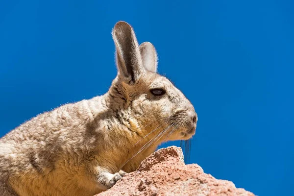 Viscacha Del Sur Lagidium Viscacia Asienta Sobre Roca Retrato Altiplano — Foto de Stock