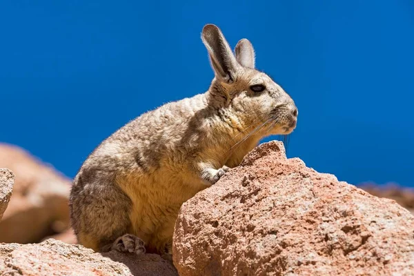 Southern Viscacha Lagidium Viscacia Sits Rock Altiplano Andes Bolivia South — Stock Photo, Image