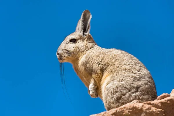 Southern Viscacha Lagidium Viscacia Sits Rock Altiplano Andes Bolivia South — Stock Photo, Image