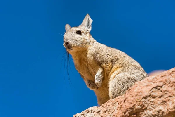 Viscacha Sul Lagidium Viscacia Senta Rocha Altiplano Andes Bolívia América — Fotografia de Stock