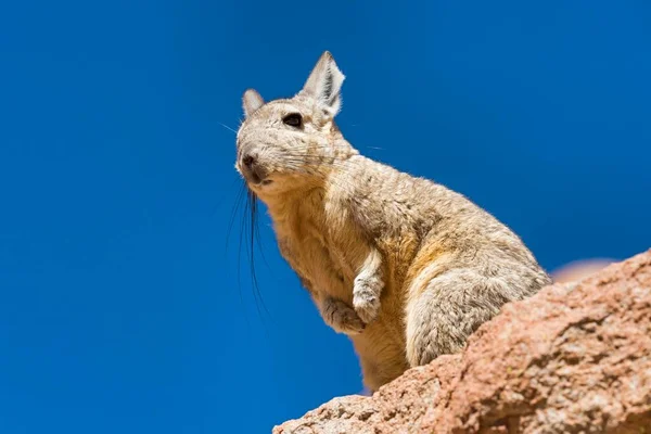 Південна Фіскача Lagidium Viscacia Сидить Скелі Альтіплано Анди Болівія Південна — стокове фото