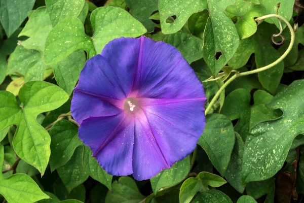 Blauwe Bloeiende Veldwiet Convolvulus Arvensis Eiland Faial Azoren Portugal Europa — Stockfoto