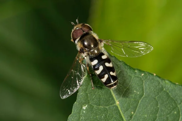 Scaeva Pyrastri Scaeva Pyrastri 葉上男性 バーデン ロッテルベルク ドイツ ヨーロッパ — ストック写真