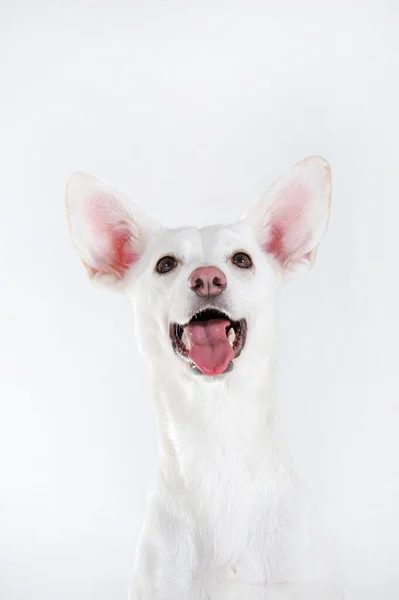 Mongrel Portrait Podencomischling White Male — Stock Photo, Image