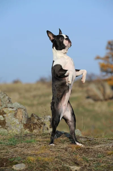 Boston Terrier, stands on hind legs