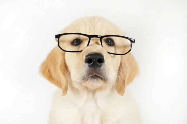 Golden Retriever Puppy Hetes Portré Szemüveggel — Stock Fotó