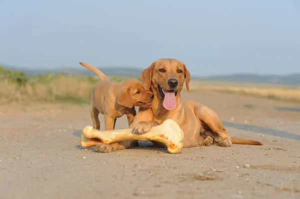 Labrador Retriever Yellow Bitch Puppy Weeks Next Big Bone — Foto de Stock