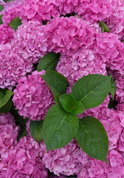 Roze Bloeiende Bigleaf Hortensia Hortensia Macrophylla Sleeswijk Holstein Duitsland Europa — Stockfoto