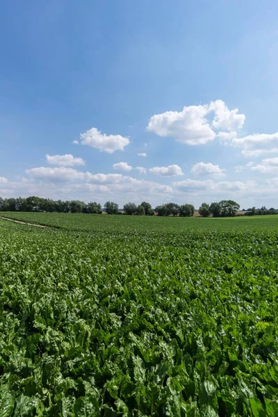 Sugar beet field, cultivation of Sugar beets (Beta vulgaris), Sugar beetsfield, near Rhena, Mecklenburg-Western Pomerania, Germany, Europe