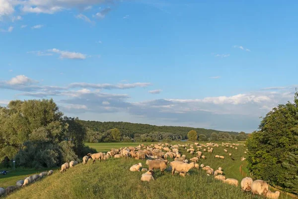 Grassing Black Headed Sheep Ovis Orientalis Elbe Dike Tespe Baixa — Fotografia de Stock