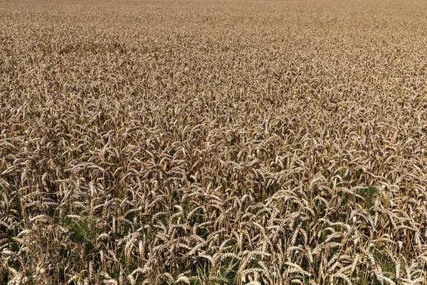 Búzamező Triticum Aestivum Mecklenburg Nyugat Pomeránia Németország Európa — Stock Fotó